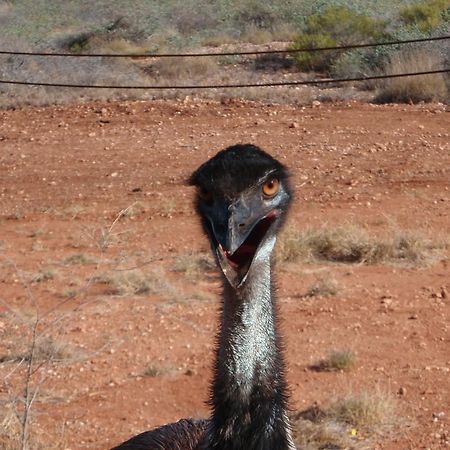 Ningaloo Bed And Breakfast Exmouth Esterno foto
